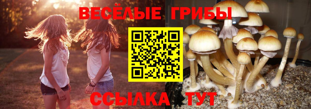 Псилоцибиновые грибы GOLDEN TEACHER  Вход с VPN  Луховицы 